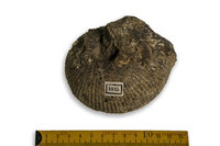 F 01945
<br/>
<br/>
<em></em>